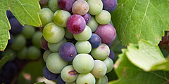 WSET Level 2 Award in Wines & Sprirts �^�긲��s�P�P�s�Ш|����|����s�{�ҤG�� name=