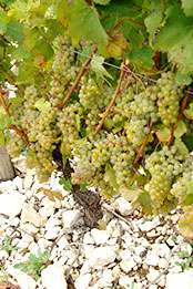 BIVB�k�ꥬ�ڦa���|�{�ҽҵ{