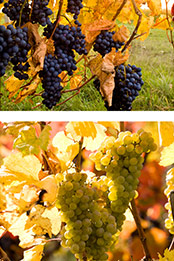 BIVB�k�ꥬ�ڦa���|�{�ҽҵ{