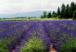 Photos credit to the Sequim Lavender Festival 